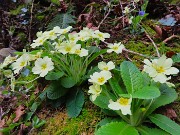 17 Primula vulgaris-Primule in fiore